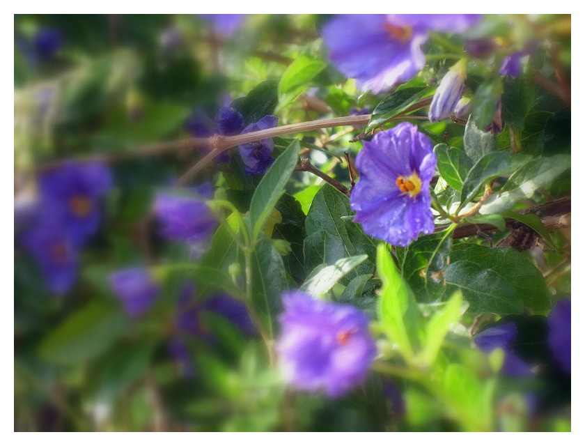 Колокольчики полевые цветы