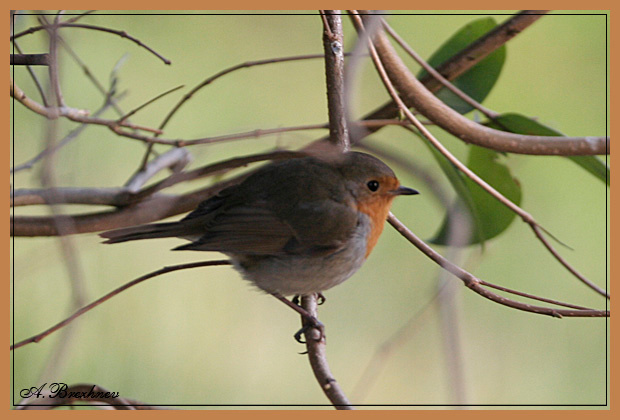 Зарянка обыкновенная (Erithacus rubecula) зарянка малиновка erithacus rubecula