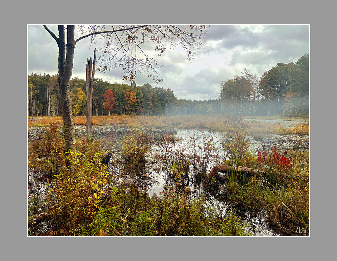 Noanet Woodlands 