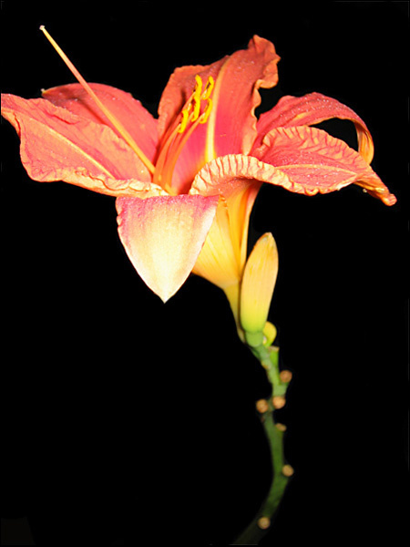 night.flower ночьной.цветок