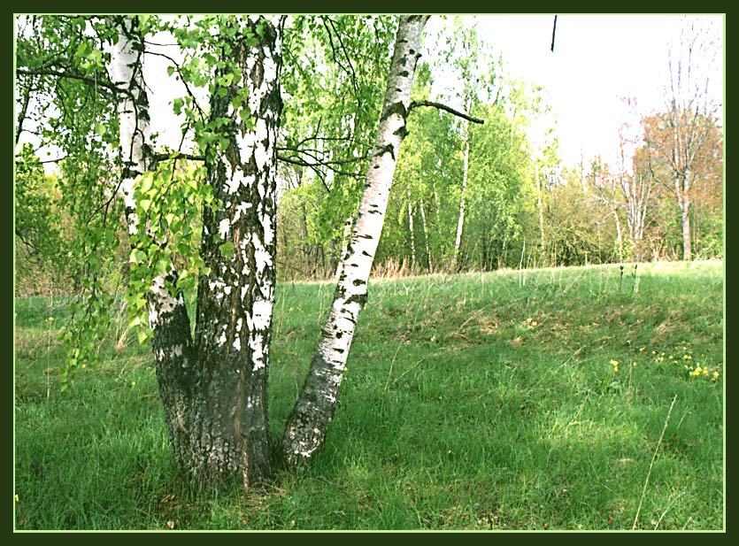 Троица. Березы. Троица. Село Доршево.