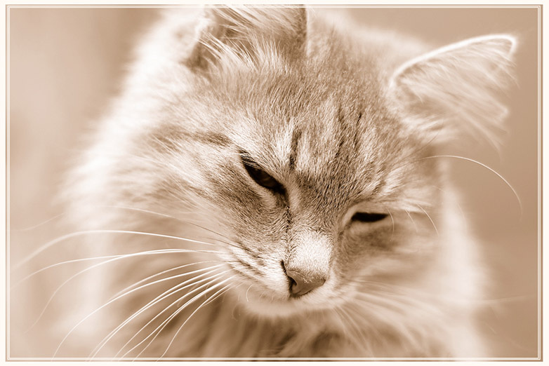 Кошка-Машка Кошка