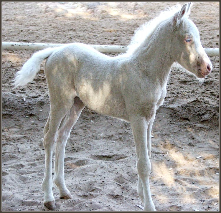 Jerebenok... small horse