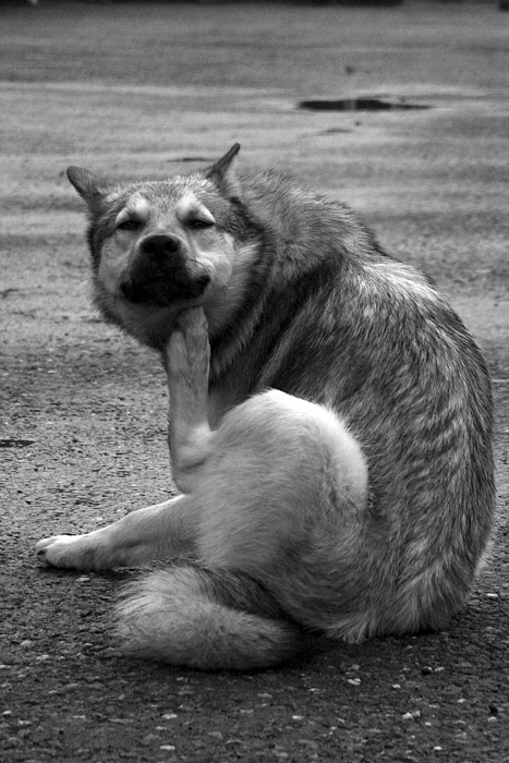 я вас слушаю.. barabaka собака dog