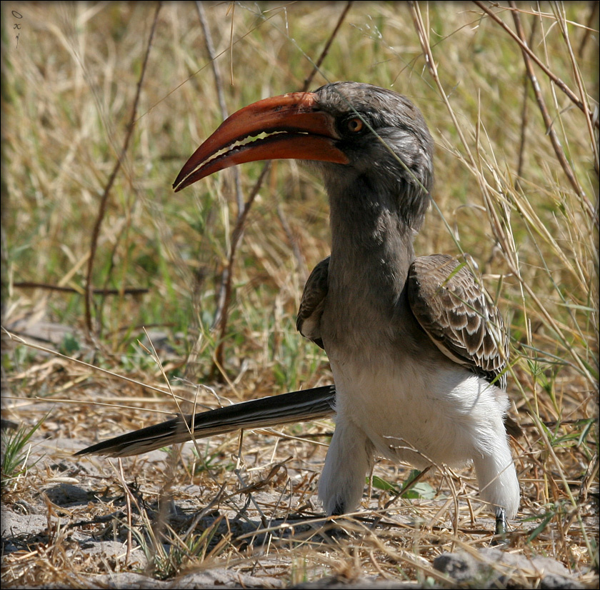 Да я... Да я... Ща как клюну!... красноклювый токо Ботсвана Африка Tocus eryhrorhynchus Botsvana Africa