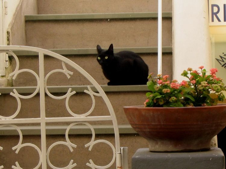*** коты