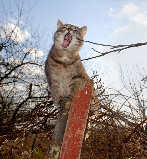 Хыщник кот животные зевок
