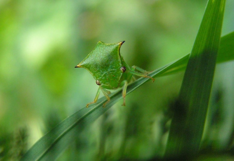 Трицератопс травяного мира :о) горбатка, цикадовые, Membracidae, трицератопс