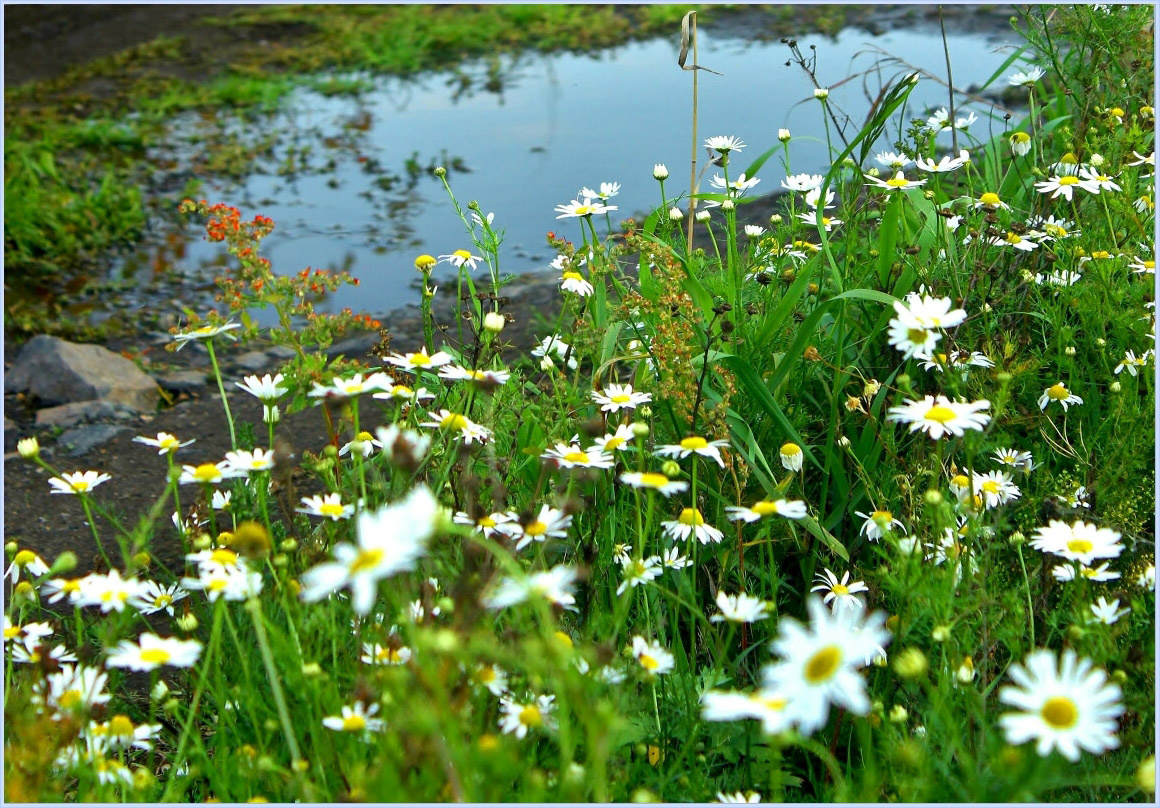  Matricaria. Ромашка.