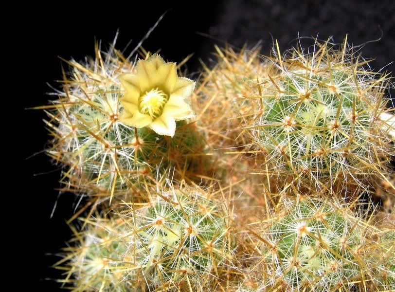 Mammillaria Prolifera var. кактус маммиллярия