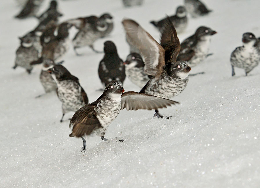 Наперегонки Конюга-крошка, Aethia pusilla, Least Auklet, St. George Island, the Pribilofs, Bering Sea, Alaska