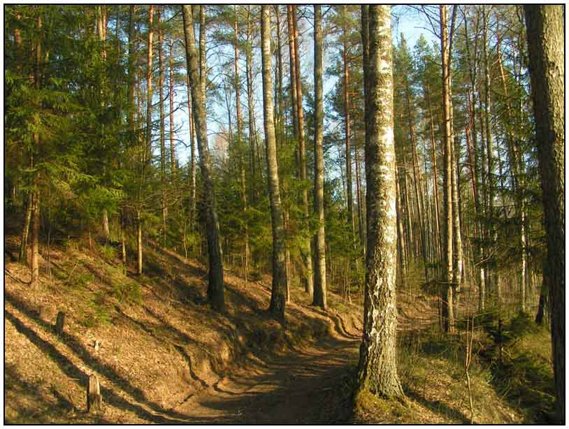 Весна в лесу лес