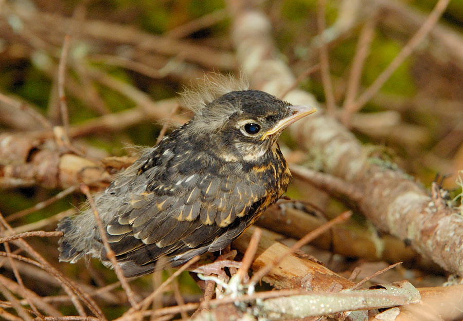 American Robin - слеток American Robin слеток