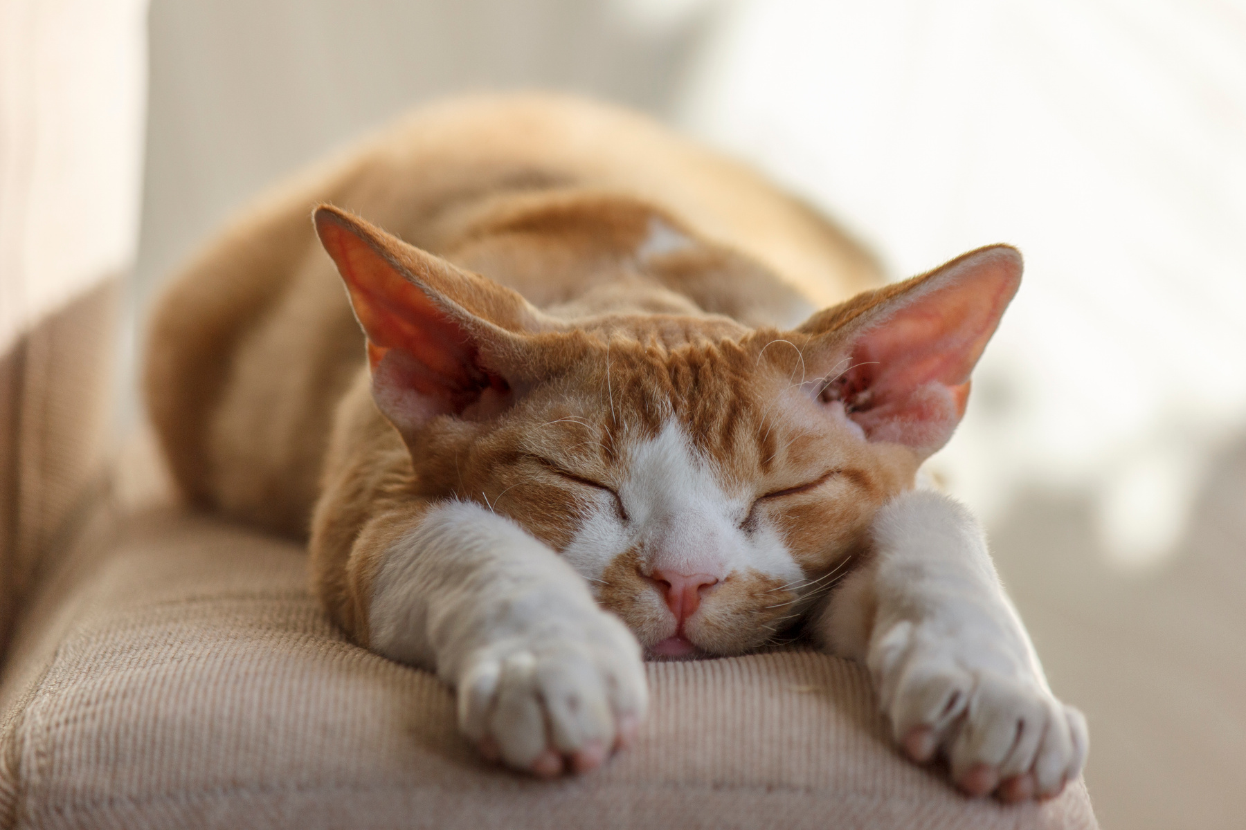 сон девонрекс devonrex девонрекс кот