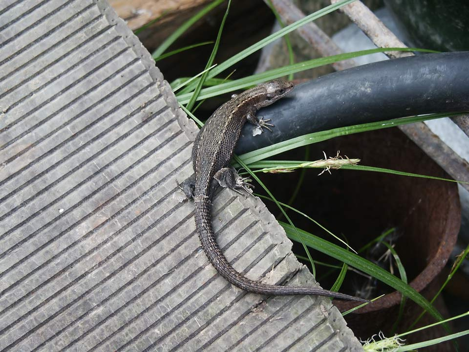 The-lizard Ящерица The-lizard