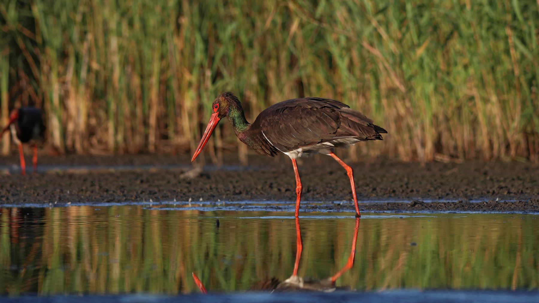 Чёрный аист Чёрный аист Ciconia nigra Black stork