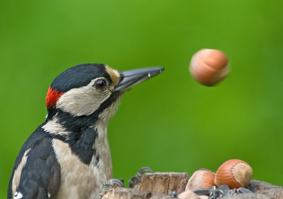 Закрутил Большой пестрый дятел, Great Spotted Woodpecker, Dendrocopos major, крученый