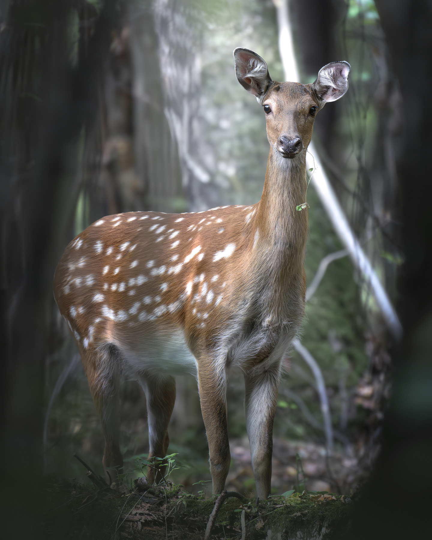 Пятнистый олень (Cervus nippon) 