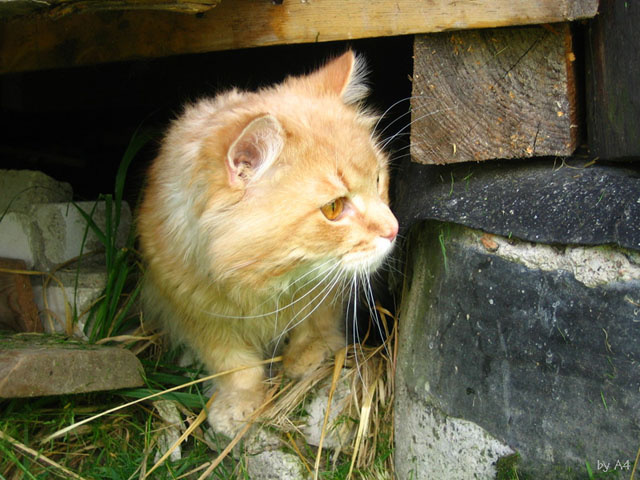 Кот. кот рыжий дача