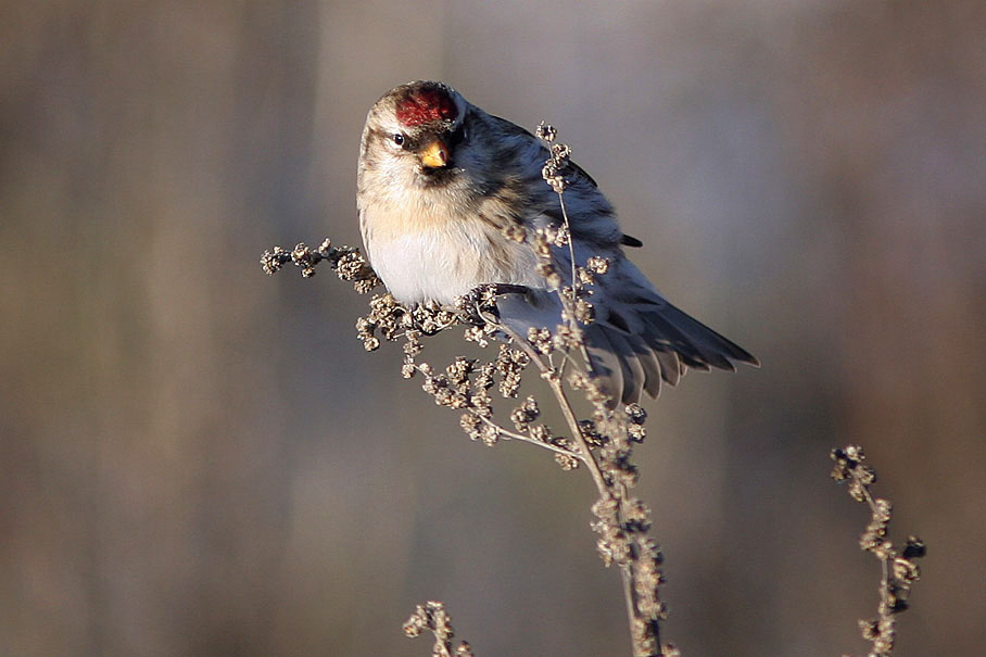 Приятного апетита обыкновенная чечетка Carduelis flammea flammea