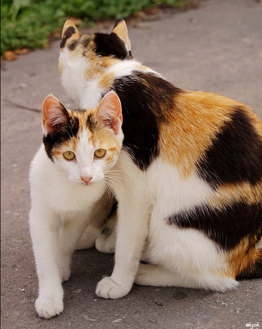 Мать и дочь кошка кошки котенок кот двое