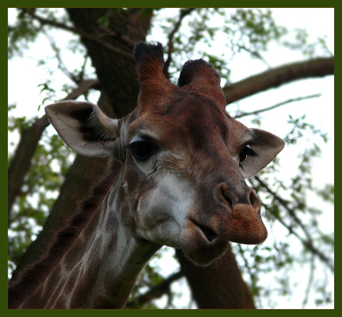 Не потерять уменья удивляться Жираф, Giraffa cameleopardalis, Московский зоопарк