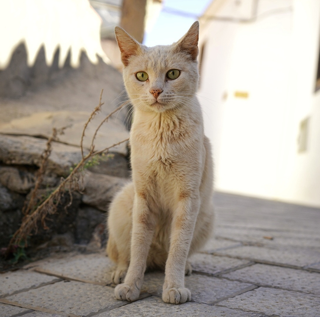 Канарский кот (Что у него на уме?  Видели зубы какие?) 