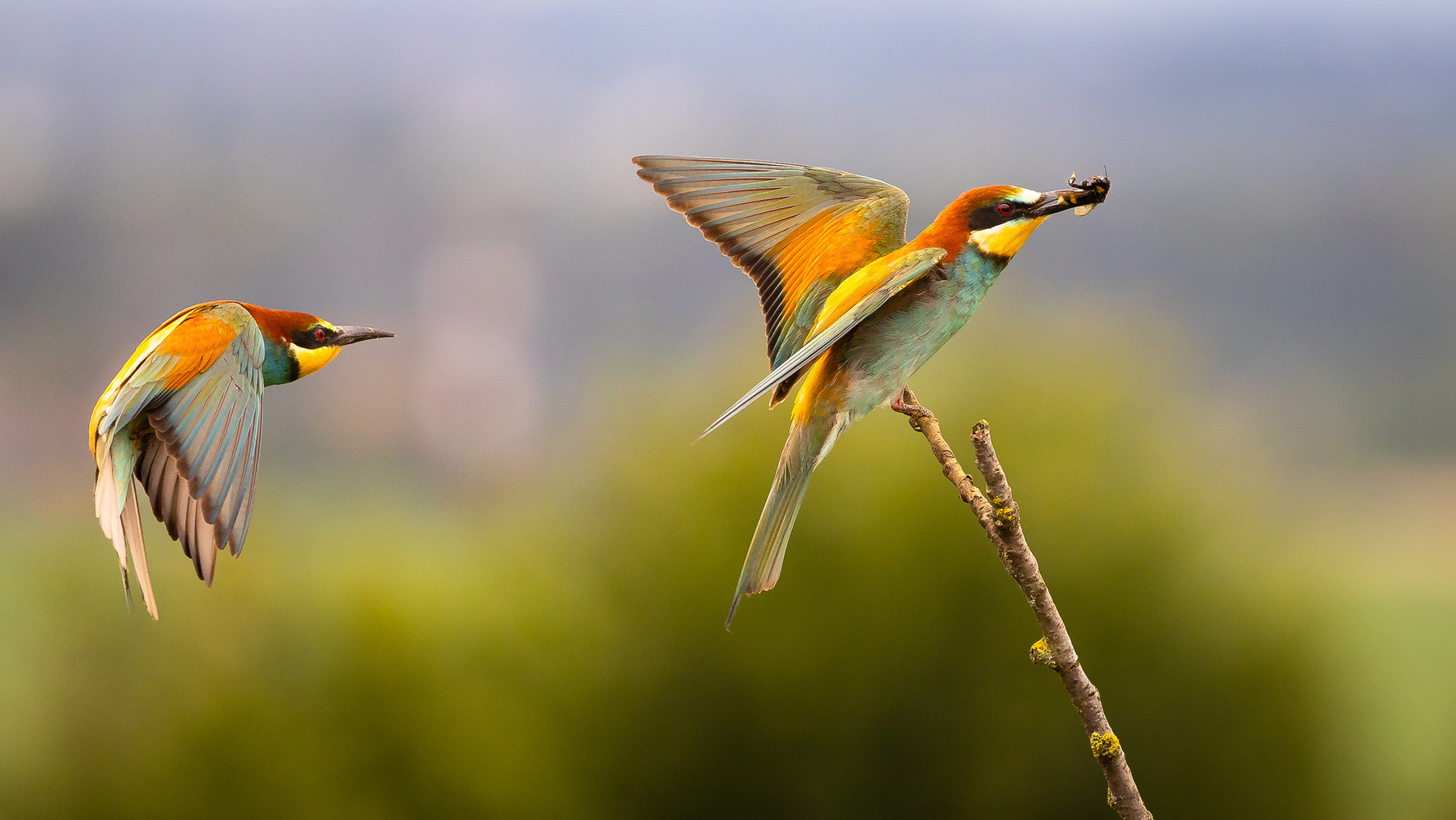 Bee-eater 