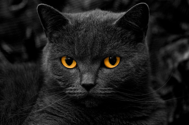 Королева кошек Королева, кошек