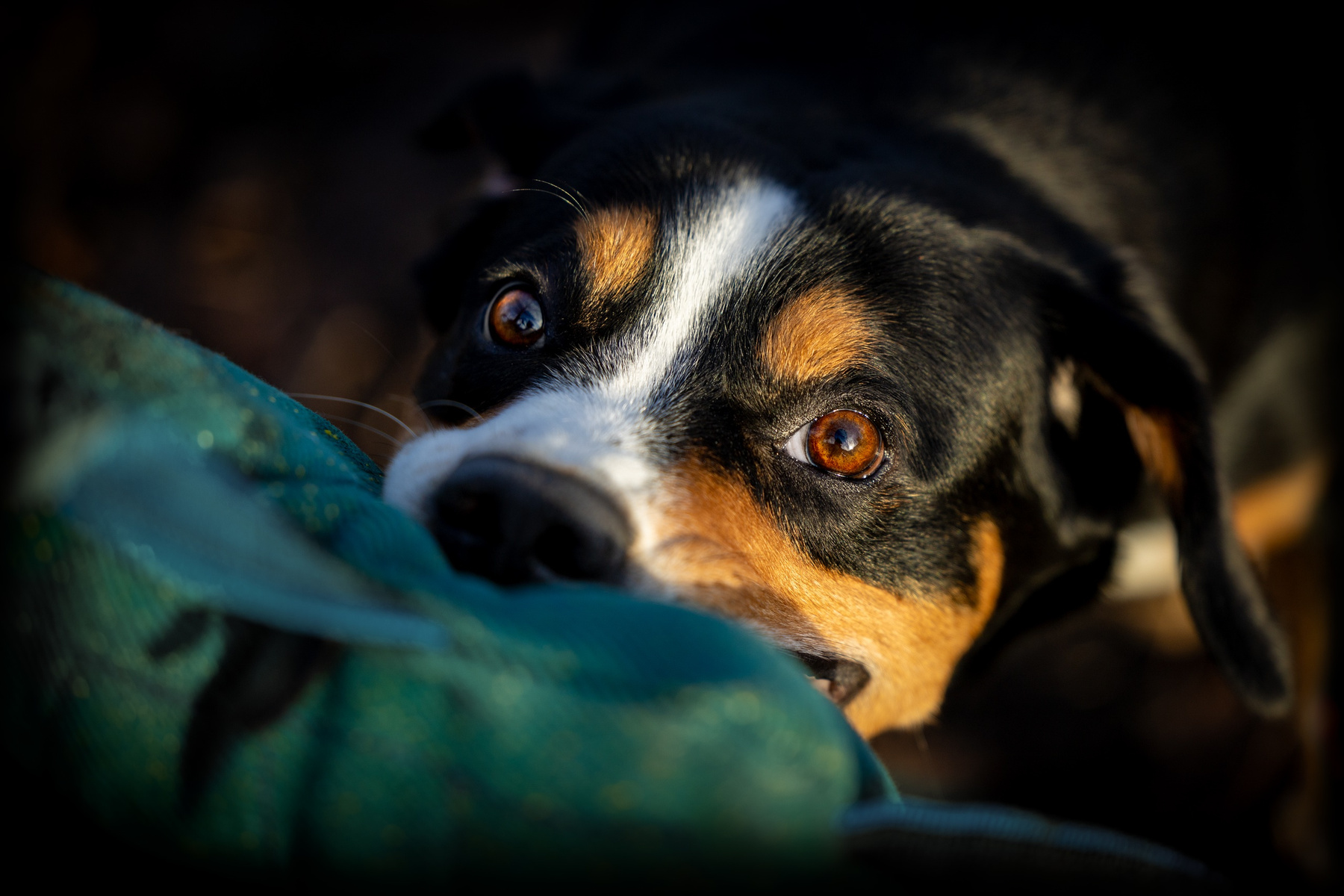 *** dog Entlebucher Sennenhund Satoshi FRESHENERGY