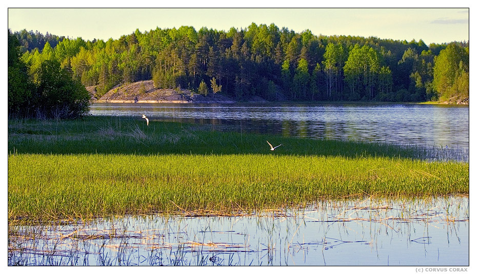 Когда комары в радость Карелия комары малые чайки Larus minutus