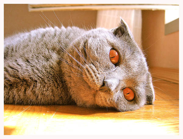 я люблю солнце!ч.2 мой кот Коста