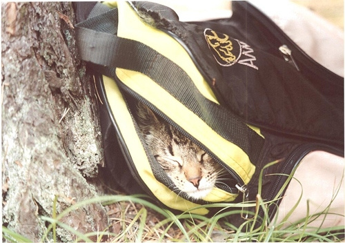 кот в мешке кот мешок