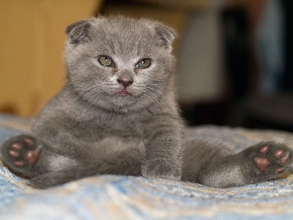 Бусинка котенок британец