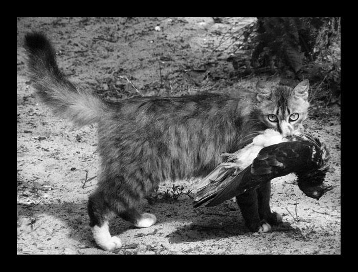 ПРАВДА ЖИЗНИ кот голубь