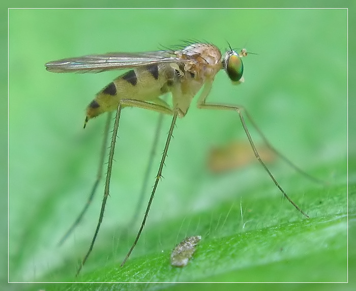 Муха-зеленушка из семейства Dolichopodidae (спасибо Сергею Кузнецову) комар