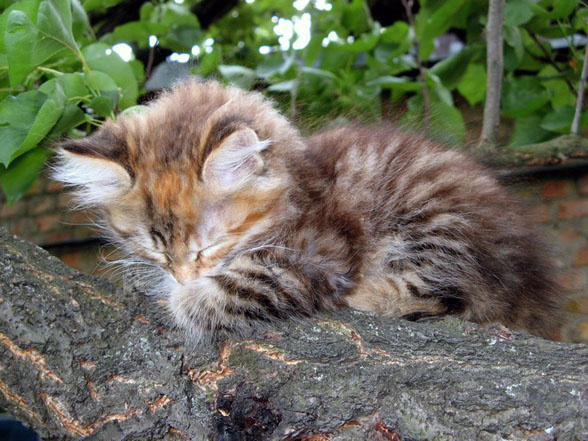 Тише!!! Я росту... котенок, природа, домашние любимцы, семейство кошачьих