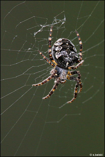 spider spider web