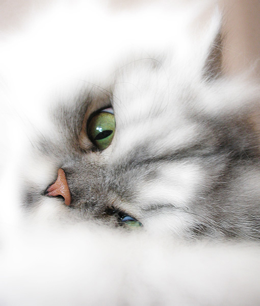 Soft #1 кот