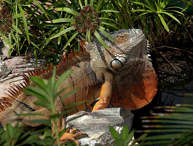 Дракончик Зеленая, игуана, Iguana, iguana