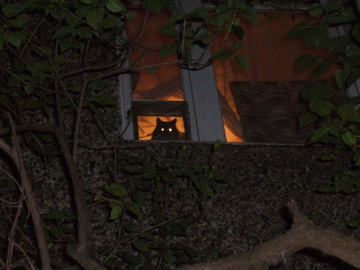 Кошка Баскервилий 