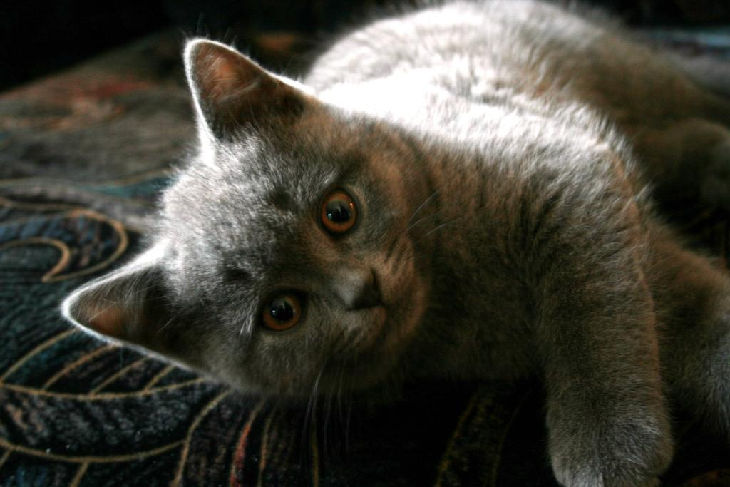 Бернард котёнок кот глаза