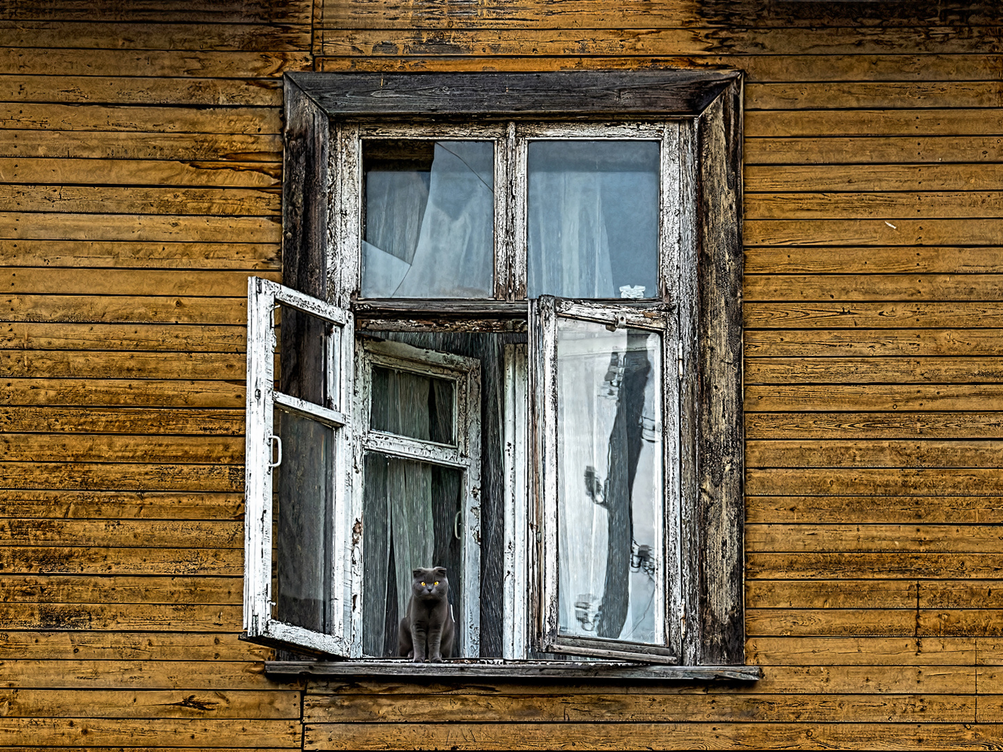 окно в мир россия урал лесной город уличное фото животные кошки окна