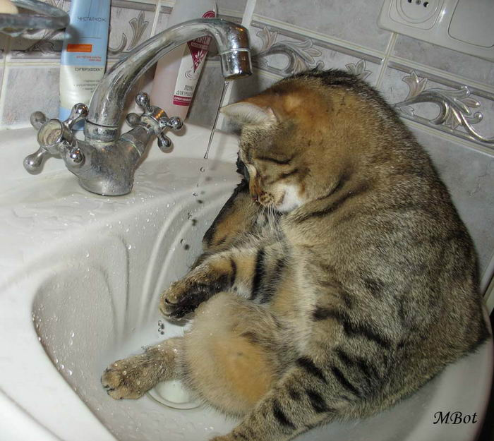 Кот)) 