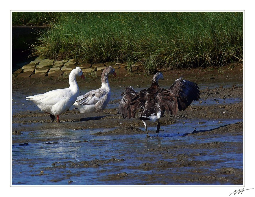 Главное, не запачкаться гусь, грязь, лечебная, море, Waddenzee, Нидерланды