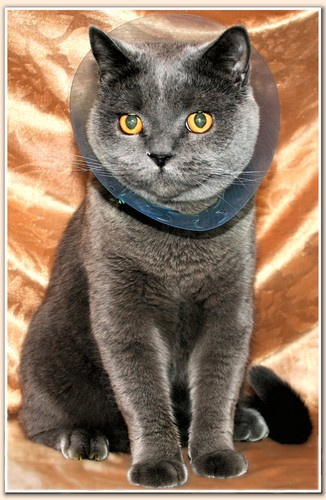 мой кот 