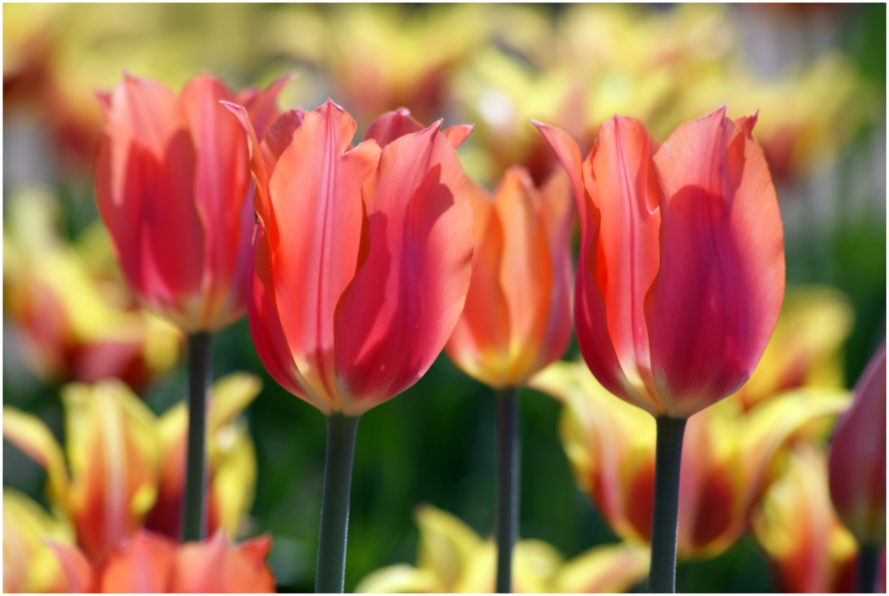 Симфония весны весна май цветы тюльраны tulips