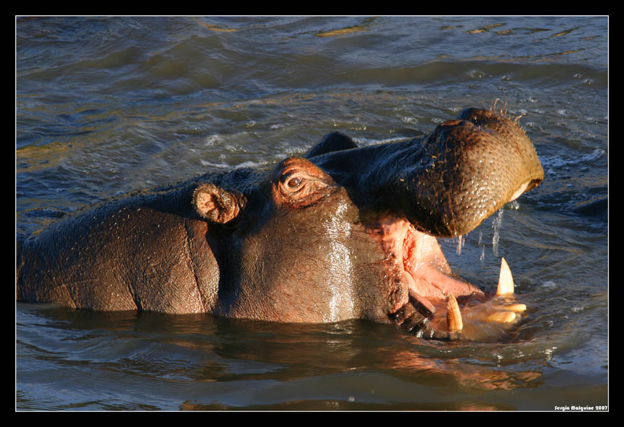 Hippo зевает Кения,Масай-мара,Сафари