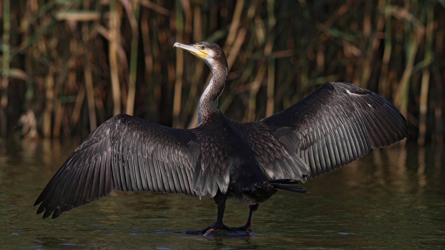 Необходимые процедуры Большой баклан Phalacrocorax carbo Great cormorant