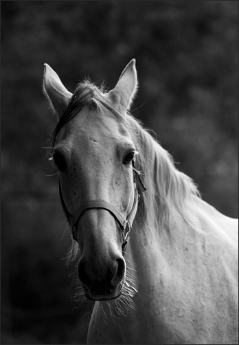 Не грусти horse лошадь
